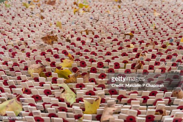 remembrance day, poppy and cross memorials for service personnel lost in wars - remembrance sunday cenotaph service stock pictures, royalty-free photos & images
