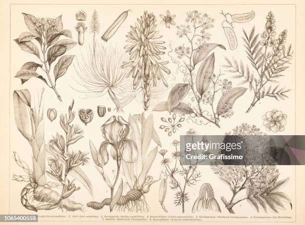 spice condiment plants cardamom clove aloe illustration - cardamom stock illustrations