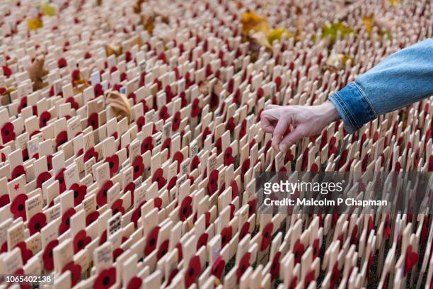 remembrance day, poppy and cross memorials for service personnel lost in wars - remembrance day stock pictures, royalty-free photos & images