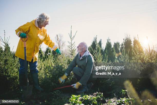 onze kleine groenblijvende paai- en kerstboom boerderij - winterdienst stockfoto's en -beelden