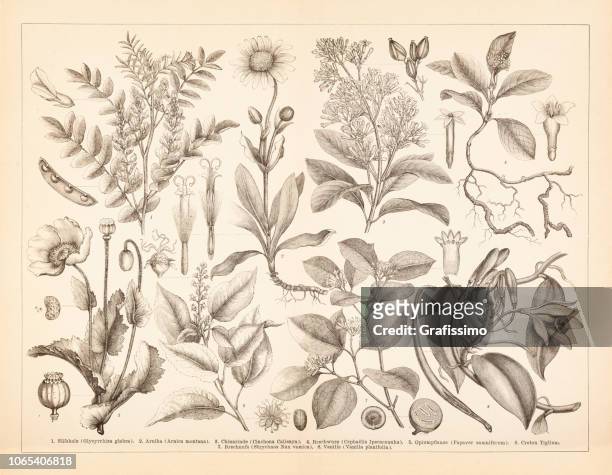 stockillustraties, clipart, cartoons en iconen met spice kruiderij planten opium vanille en arnica illustratie - aloe plant