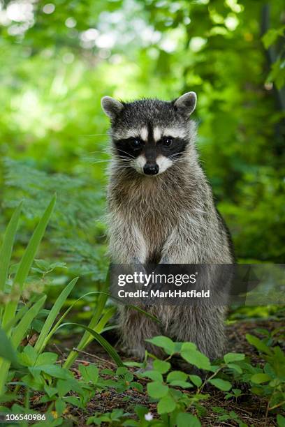 Ornery Racoon Racoon Photo Fotografías e imágenes de stock - Getty Images