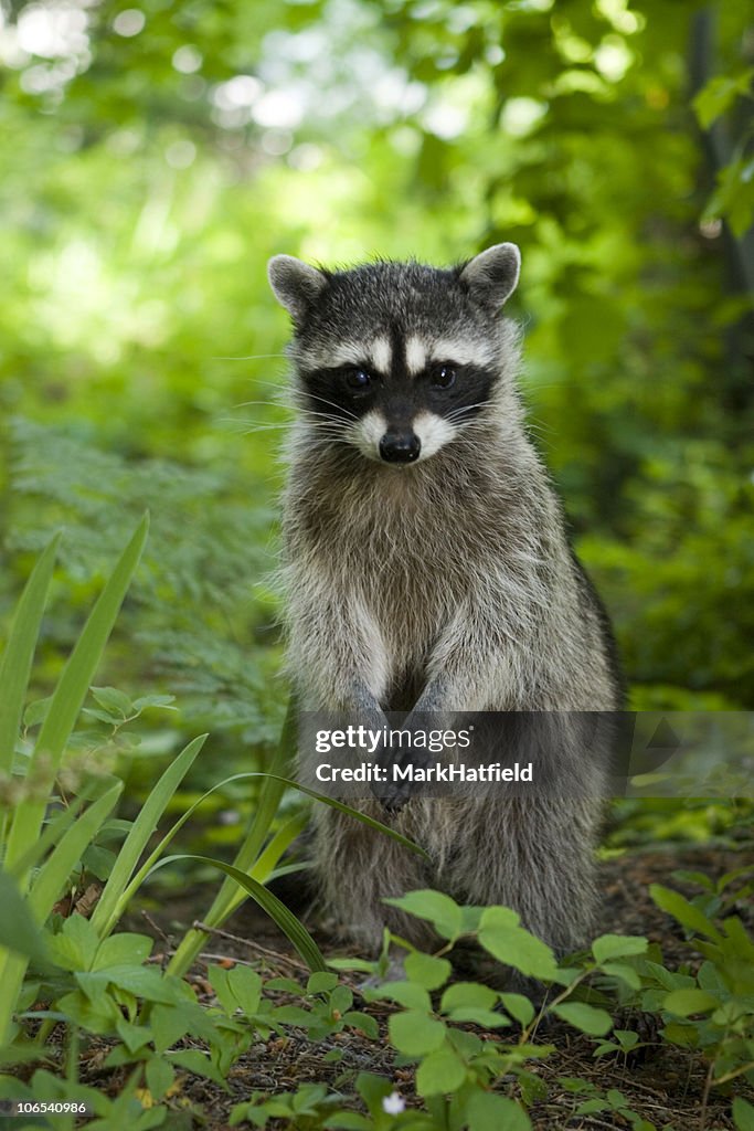 Racoon