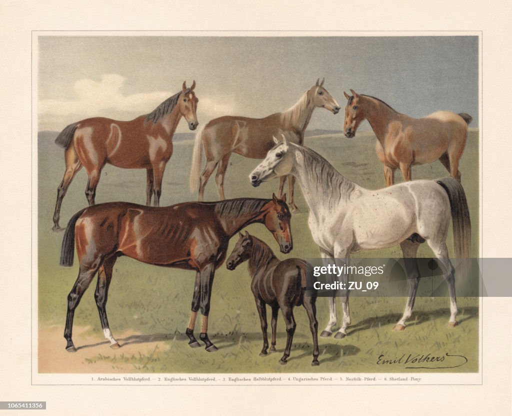 Razas de caballo, cromolitografía, publicadas en 1897