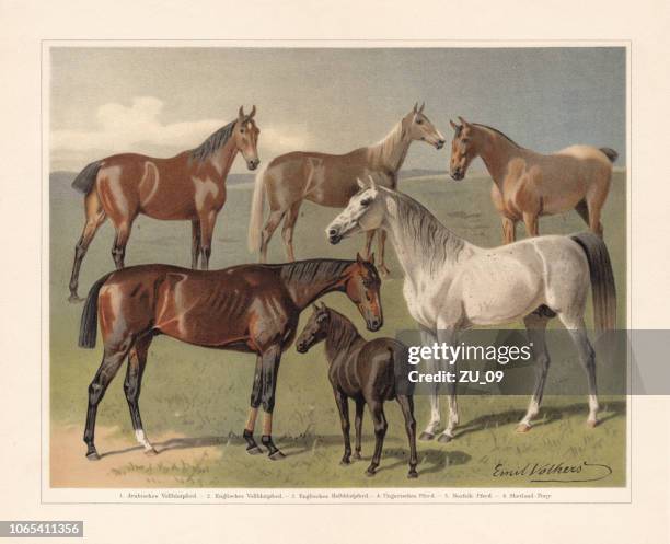 horse breeds, chromolithograph, published in 1897 - padock stock illustrations