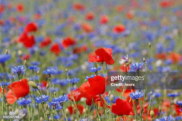 field with red and blue corn poppy - monoculture stock pictures, royalty-free photos & images