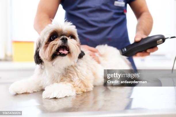 hundefriseur mit einer schere macht pflege hund - fellpfleger stock-fotos und bilder