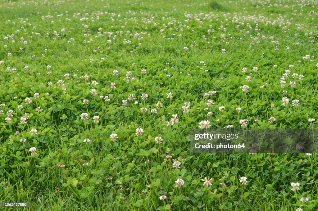 Green lawn with white clover