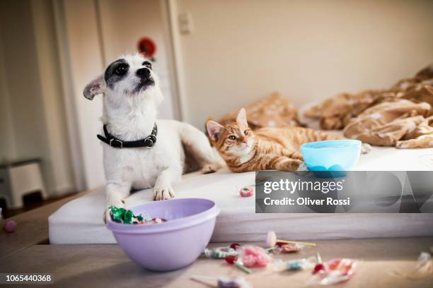 dog and cat lying on bed surrounded by sweets - cat and dog together bildbanksfoton och bilder