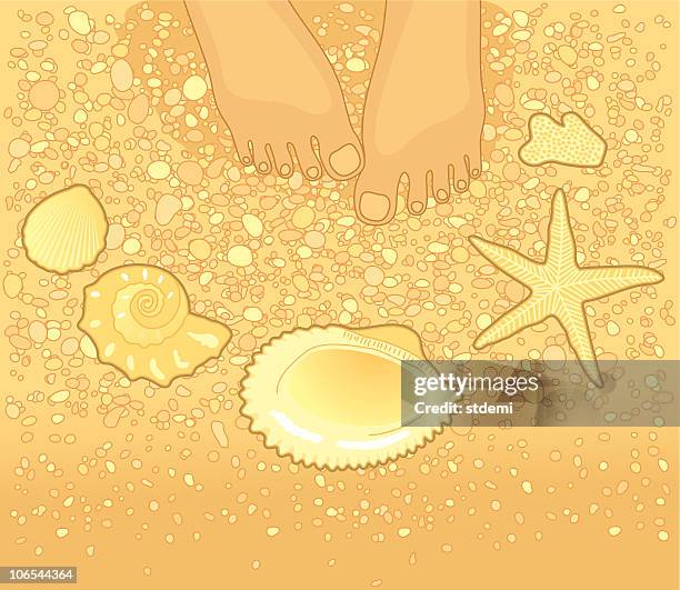 Collect Shells Drawing 110 Collecting Seashells High Res Illustrations - Getty Images