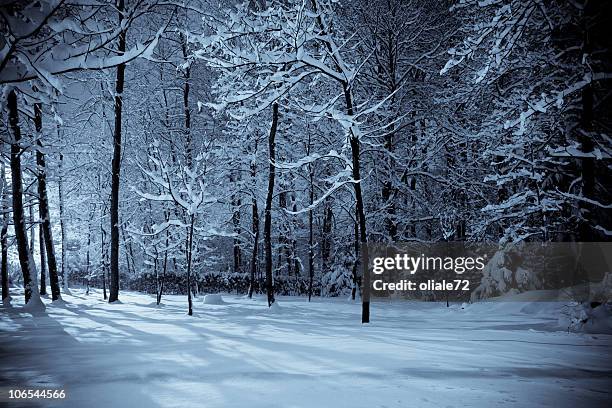 winter-wald landschaft, nacht-szene und selenium ton - woods at night stock-fotos und bilder