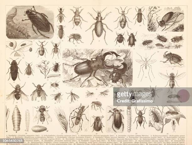 illustrazioni stock, clip art, cartoni animati e icone di tendenza di diversi insetti accoltellano lo scarabeo e volano illustrazione - linnaeus