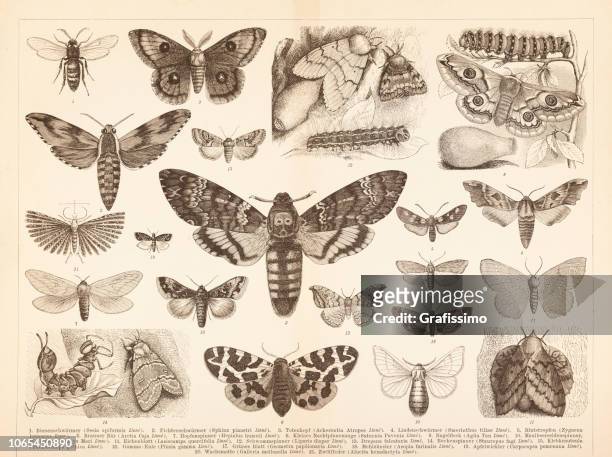 ilustrações de stock, clip art, desenhos animados e ícones de different insects moth lepidoptera death's head illustration - moth