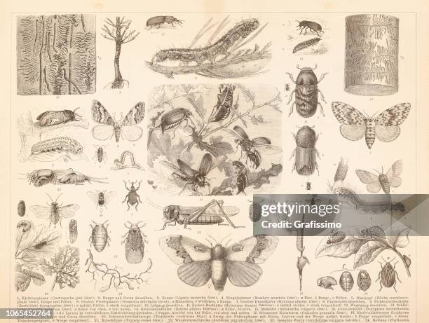 verschiedene insekten heuschrecke juni käfer oder colorado-käfer-abbildung - wanderheuschrecke stock-grafiken, -clipart, -cartoons und -symbole