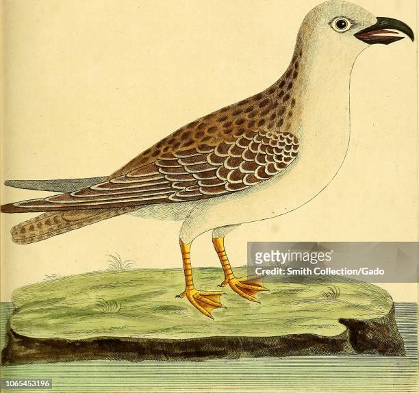 Engraving of the Great Grey Gull , from the book "A natural history of birds" by Eleazar Albin, William Derham, Jonathan Dwight, and Marcia Brady,...