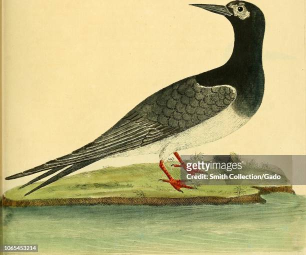 Engraving of the Lesser Sea Cock Swallow , from the book "A natural history of birds" by Eleazar Albin, William Derham, Jonathan Dwight, and Marcia...