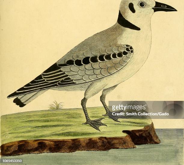 Engraving of the Albin Coddy Moddy , from the book "A natural history of birds" by Eleazar Albin, William Derham, Jonathan Dwight, and Marcia Brady,...