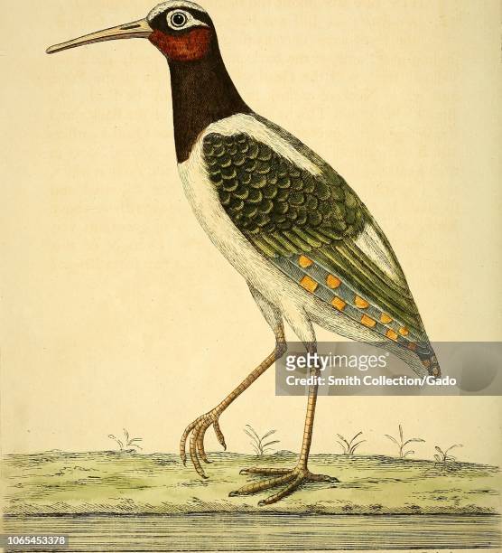 Engraving of the Bengal Water Rail , from the book "A natural history of birds" by Eleazar Albin, William Derham, Jonathan Dwight, and Marcia Brady,...