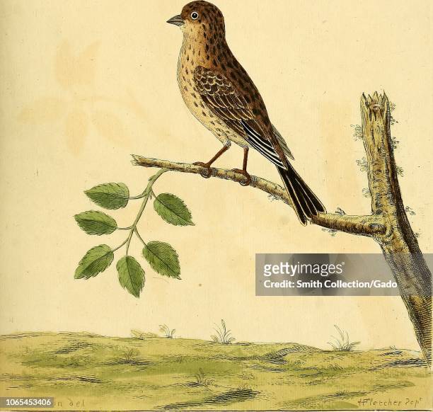 Engraving of the Red Linnet Hen, from the book "A natural history of birds" by Eleazar Albin, William Derham, Jonathan Dwight, and Marcia Brady,...