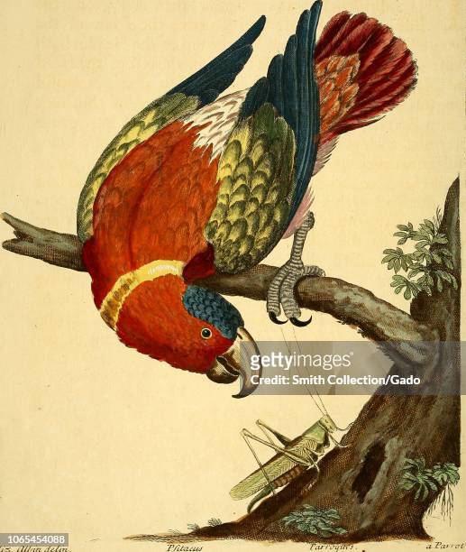 Engraving of the Psittacus Parrot, the Laurey form the Brasils, from the book "A natural history of birds" by Eleazar Albin, William Derham, Jonathan...