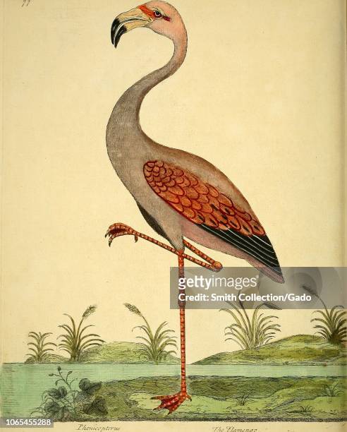 Engraving of the Flamingo , from the book "A natural history of birds" by Eleazar Albin, William Derham, Jonathan Dwight, and Marcia Brady, 1731....