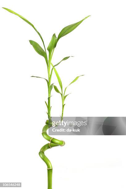 green bamboo - fortune stick stock pictures, royalty-free photos & images