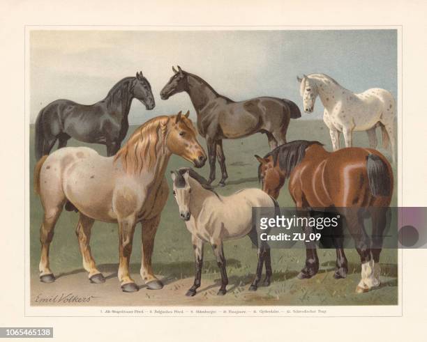pferderassen, farblitho, veröffentlicht im jahre 1897 - belgische kultur stock-grafiken, -clipart, -cartoons und -symbole