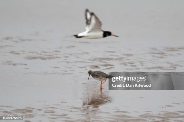 An Oystercatcher flies past a Redshank on the Wash Estuary as the tide recedes revealing mudflat below on November 23, 2018 in Snettisham, United...