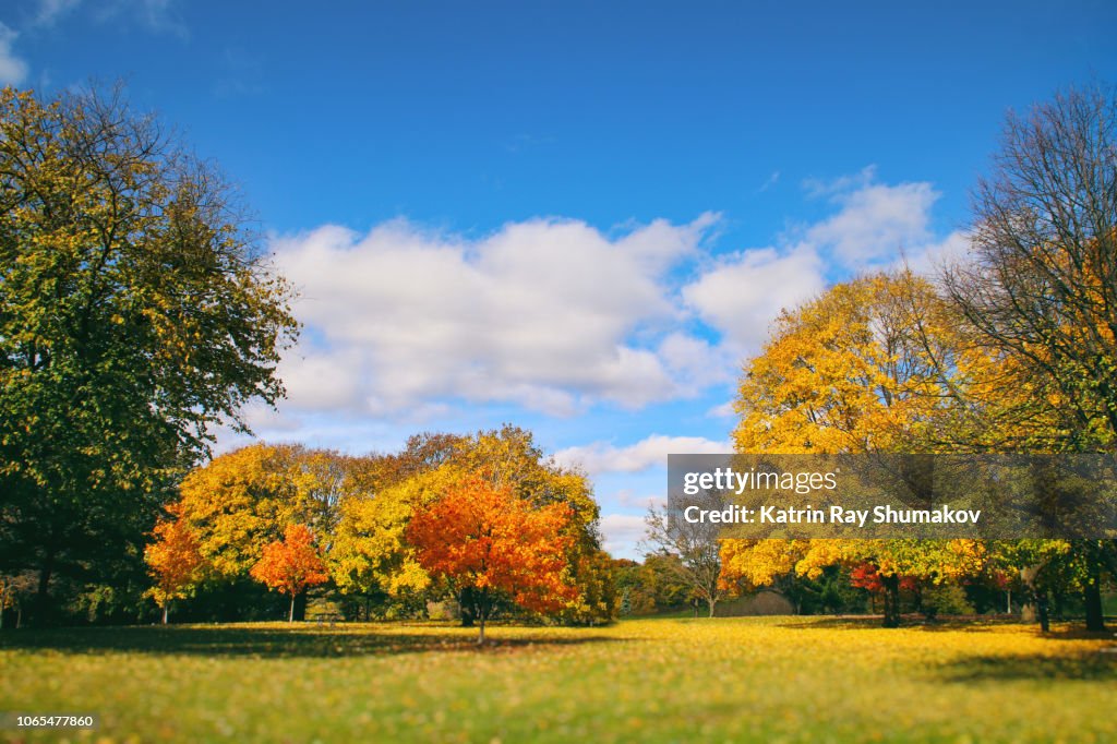 Colourful Nature: Autumn Beauty in the Park