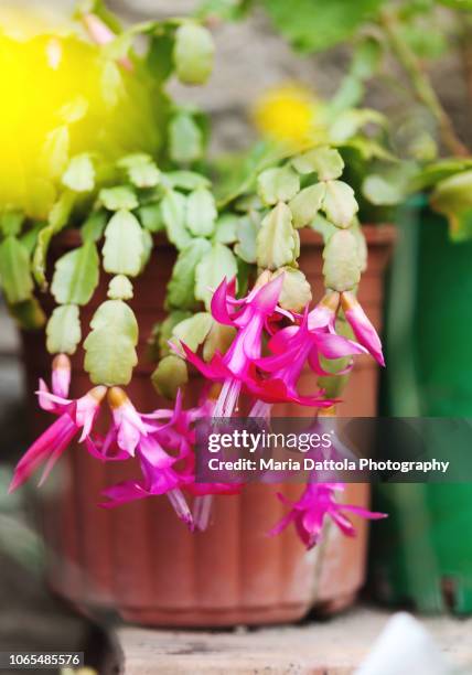 schlumbergera in bloom - cactus de navidad fotografías e imágenes de stock