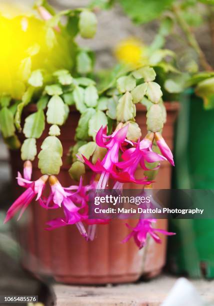 schlumbergera in bloom - christmas cactus ストックフォトと画像