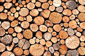 piles of wood