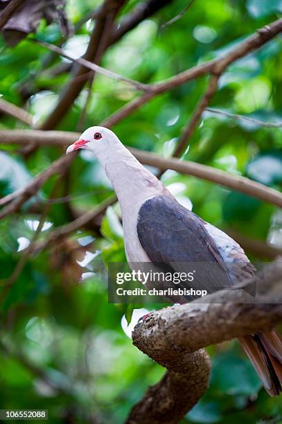 mauritius pink pigeon - mauritius pink pigeon stock pictures, royalty-free photos & images