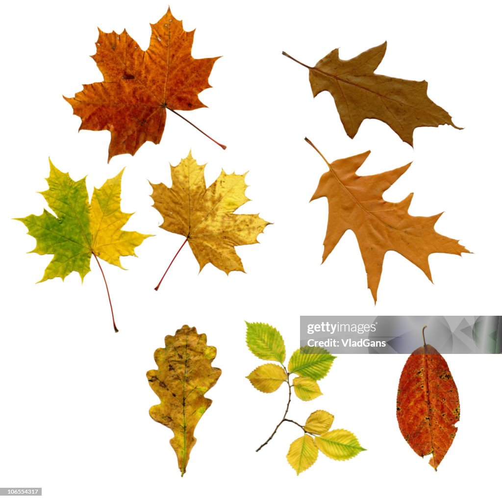 Perfect autumnal maple leaf