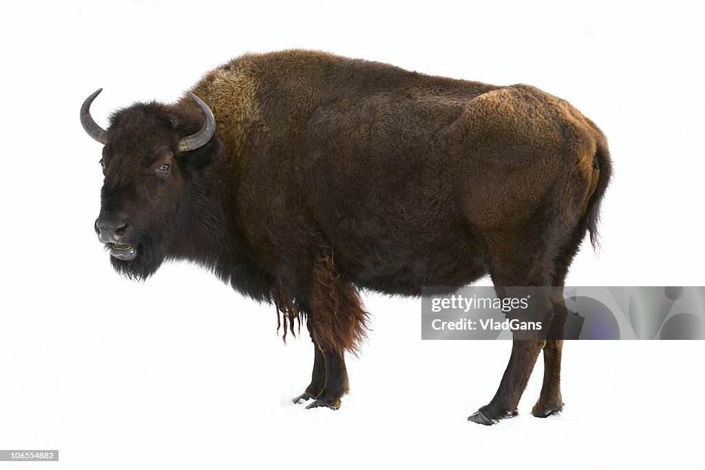 Bison-isoliert