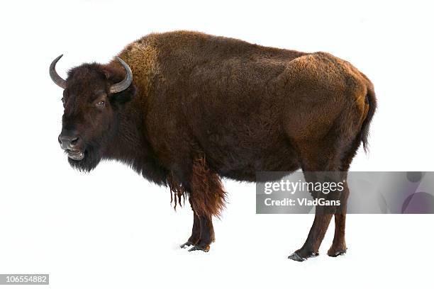 bison isolated - buffalo stock pictures, royalty-free photos & images