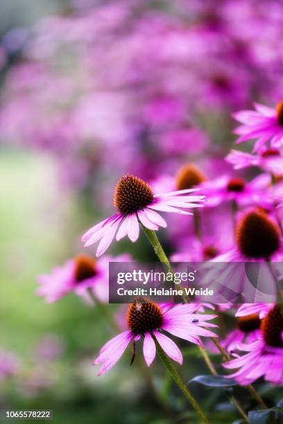 coneflowers - zonnehoed composietenfamilie stockfoto's en -beelden