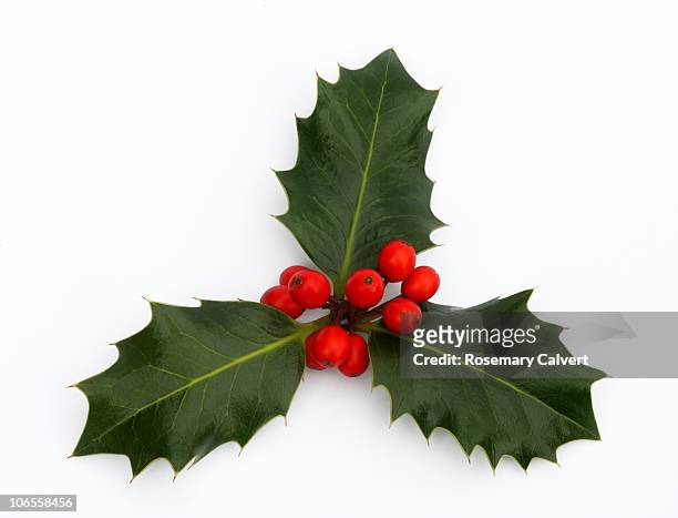 three holly leaves with red berries. - decoración de navidad fotografías e imágenes de stock