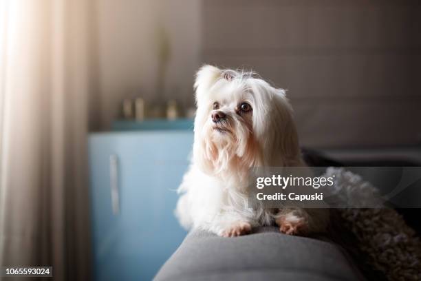 retrato de perro lhasa apso blanco - lhasa apso fotografías e imágenes de stock