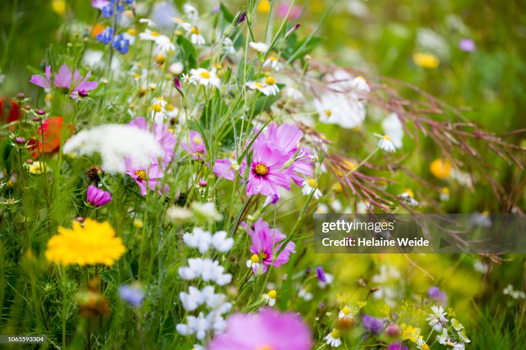 Wildflowers