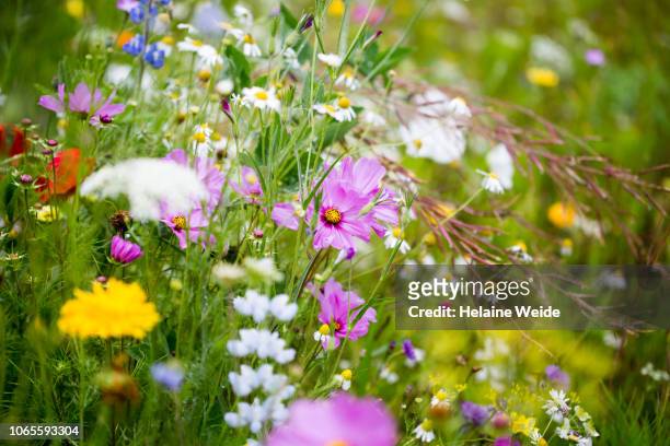 wildflowers - flower bed stock pictures, royalty-free photos & images