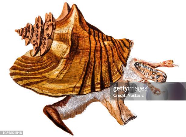 lobatus gigas, originally known as strombus gigas, commonly known as the queen conch, is a species of large edible sea snail - snail stock illustrations