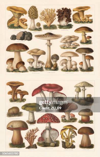 ilustraciones, imágenes clip art, dibujos animados e iconos de stock de setas comestibles y tóxicas, cromolitografía, publicados en 1897 - poisonous mushroom