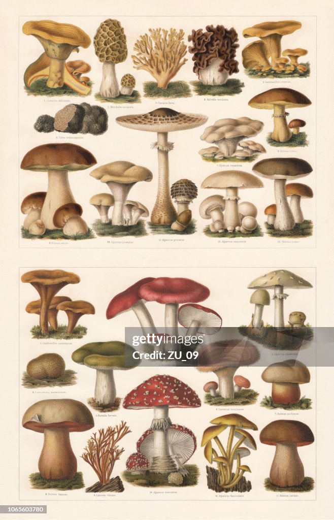 Edible and toxic mushrooms, chromolithograph, published in 1897