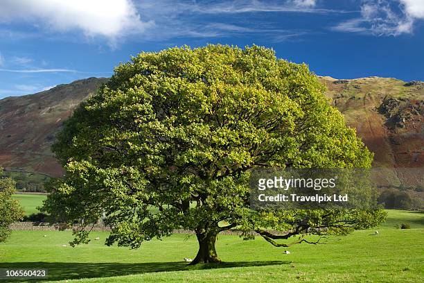 english oak tree, quercus robur - oak stock-fotos und bilder
