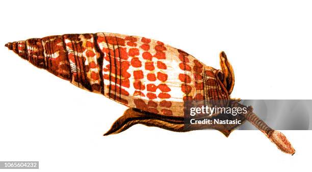 28 Mitra Mitra Shell Stock Photos, High-Res Pictures, and Images ...