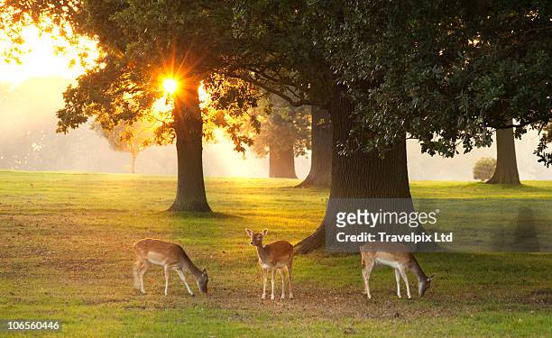 deer amongst oak trees - live oak stock pictures, royalty-free photos & images