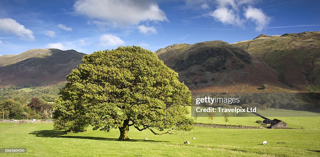 English Oak Tree, Quercus robur