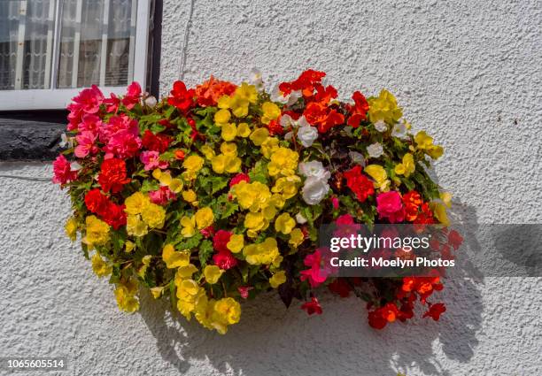 begonias - hawkshead - england 0007 - begonia tuberhybrida stock pictures, royalty-free photos & images