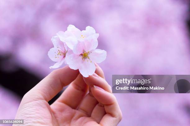 55 911点の桜 花びらのストックフォト Getty Images 55 911点の桜 花びらのストックフォト Getty Images